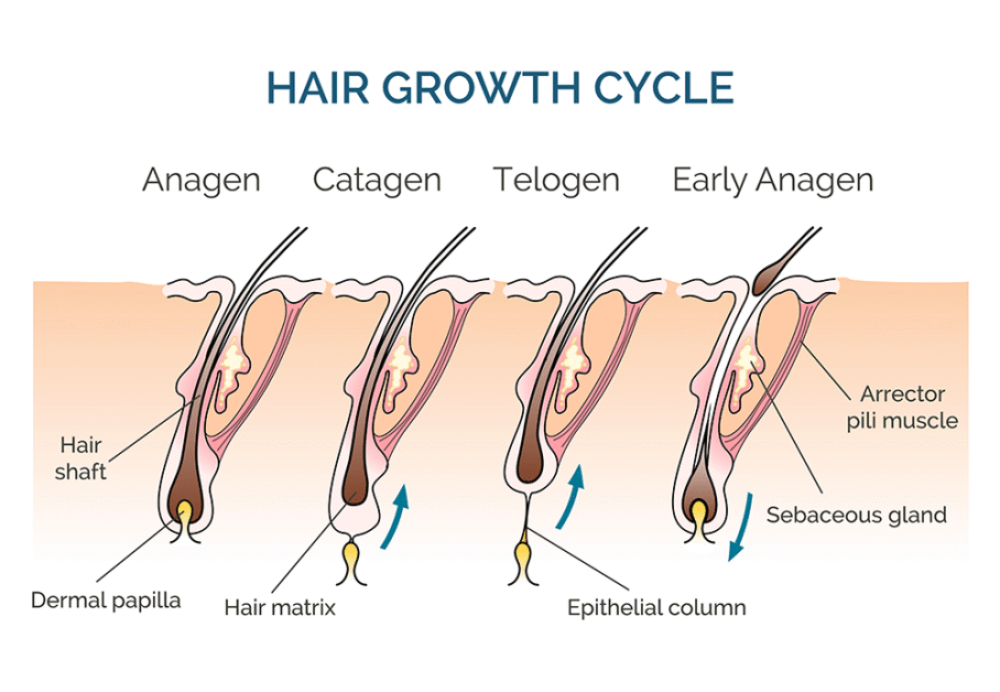 Diagram showing stages of the hair growth cycle