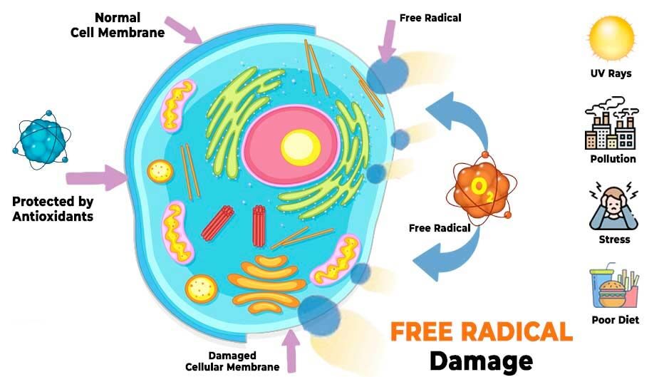 Diagram showing free radical damage to skin cells caused by UV rays, pollution, stress, and poor diet